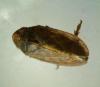 Tettigometra sp.